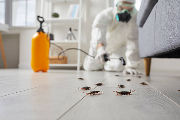 Commercial Kitchen Cockroach Control in Osprey